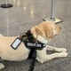 Imagem - Voo da TAP é cancelado após companhia aérea barrar embarque de cachorro