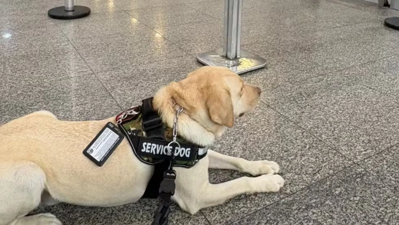 Imagem - Voo da TAP é cancelado após companhia aérea barrar embarque de cachorro