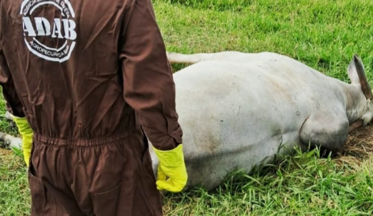 Autoridades de saúde e defesa agropecuária estão em alerta com casos de raiva em equinos e bovinos