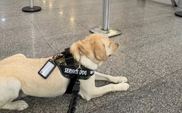 Tedy, o cão de serviço, no setor de embarque do Aeroporto do Galeão