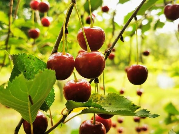 Imagem - 6 benefícios da cereja para a saúde