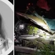 Imagem - Médica morre após carro colidir com cavalo em rodovia baiana