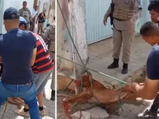 Imagem - Pitbull ataca e deixa três pessoas feridas em Irecê