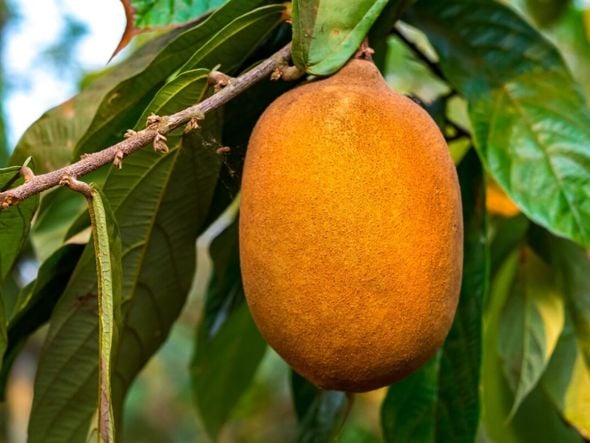 Imagem - 5 benefícios do cupuaçu para a saúde e como usá-lo