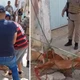 Imagem - Pitbull ataca e deixa três pessoas feridas em Irecê