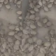 Imagem - Mais de 100 filhotes de tartarugas são resgatados em Piatã