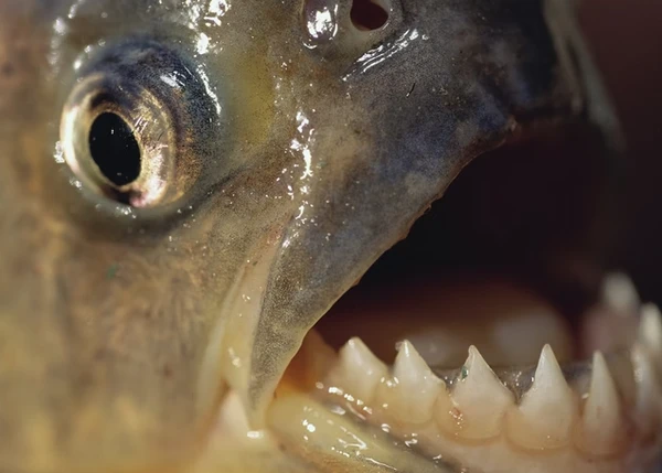 a piranha é um peixe de água doce por Reprodução/Getty Imagens