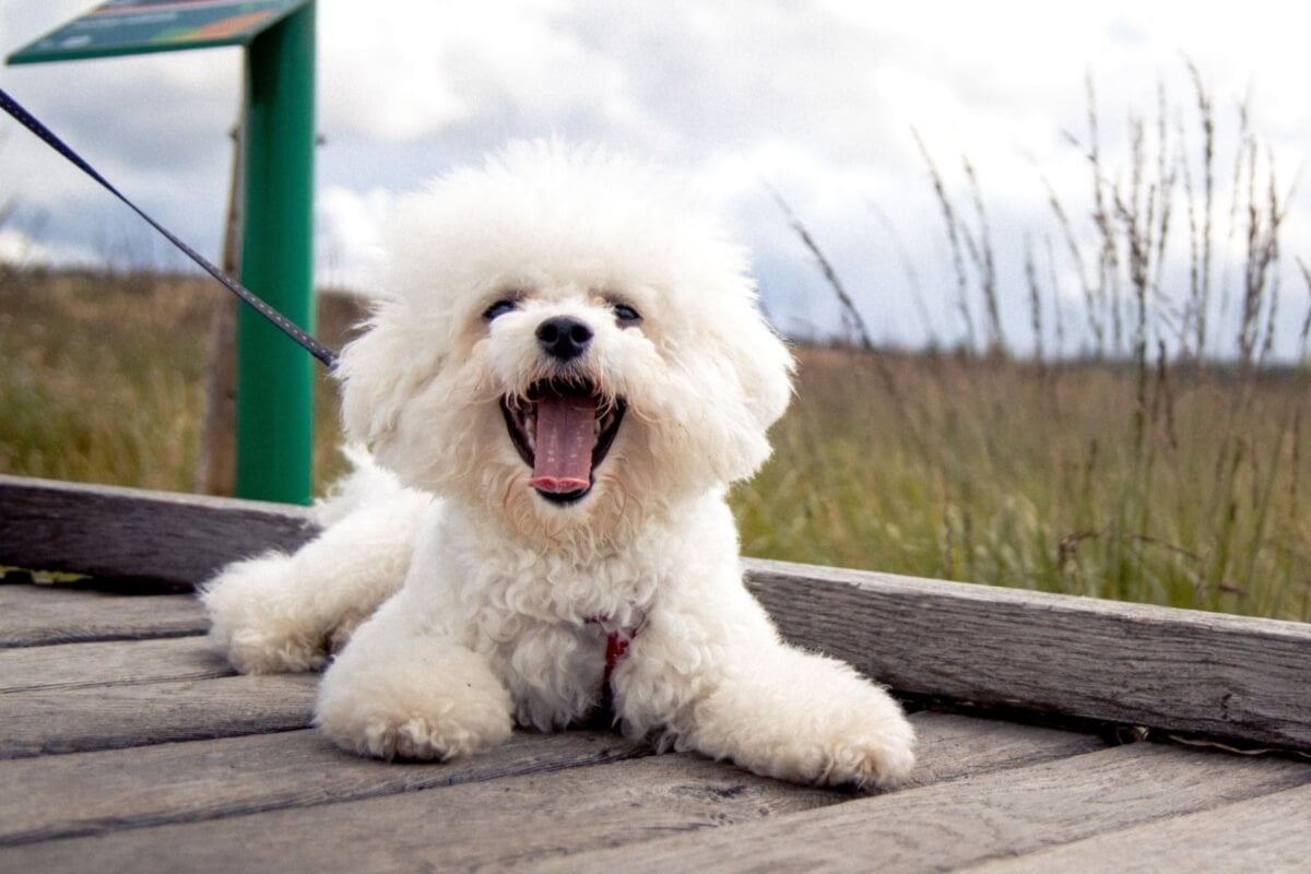 O bichon frisé encanta por sua inteligência e temperamento amigável (Imagem: Vit Tiser | Shutterstock) 