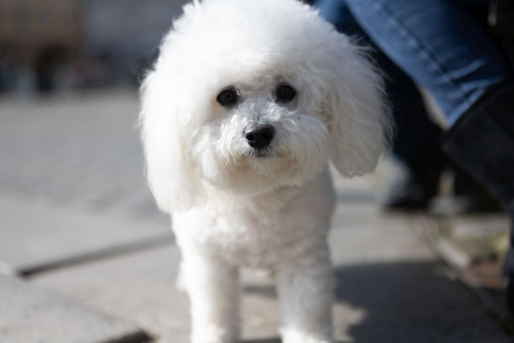O cuidado com a alimentação do bichon frisé é essencial para mantê-lo saudável (Imagem: Michaela Holubova | Shutterstock)