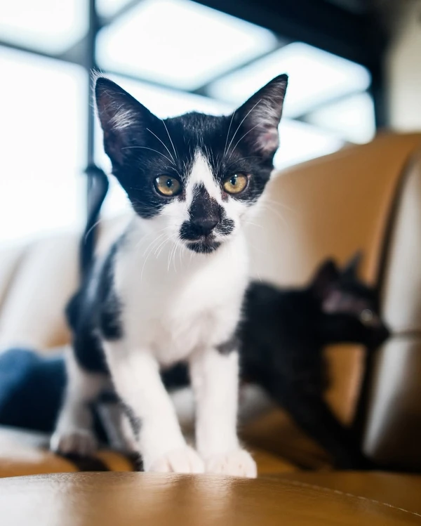 Paolla Oliveira adota 18 animais   por Reprodução/Instagram