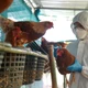Imagem - Após suspeitas de gripe aviária, zoológico de Brasília é fechado