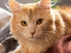 Imagem - Descubra o segredo histórico da cor laranja dos gatos