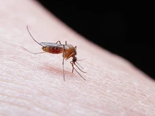 Imagem - Por que é comum os mosquitos picarem apenas uma pessoa da casa?