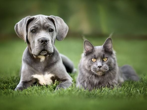 Imagem - 7 raças de gato ideais para quem tem cachorro 