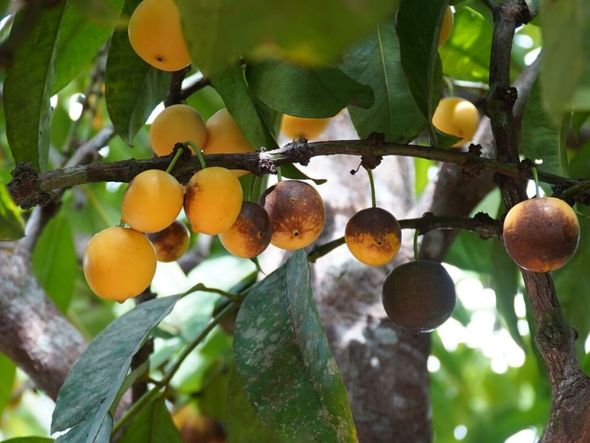 Imagem - 5 benefícios do bacuri para a saúde e como usá-lo