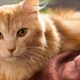 Imagem - Descubra o segredo histórico da cor laranja dos gatos
