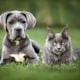 Imagem - 7 raças de gato ideais para quem tem cachorro 