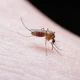Imagem - Por que é comum os mosquitos picarem apenas uma pessoa da casa?