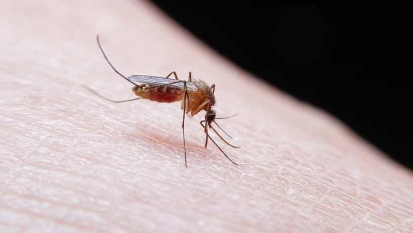 Imagem - Por que é comum os mosquitos picarem apenas uma pessoa da casa?