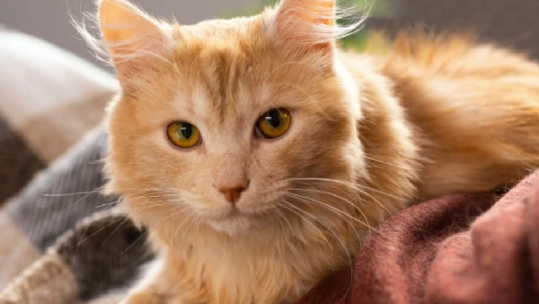 Cientistas desvendaram a mutação única no cromossomo X que dá essa cor vibrante aos felinos.
