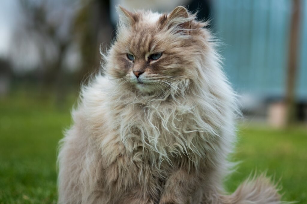 A inteligência e a confiança do gato siberiano o ajuda a interagir com cães (Imagem: Mary Bottacin | Shutterstock)