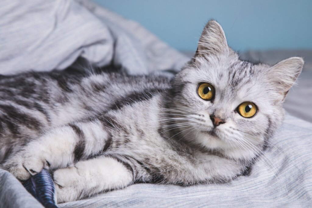 A personalidade tranquila do american shorthair permite uma boa convivência com cachorros (Imagem: Pencil case | Shutterstock) 