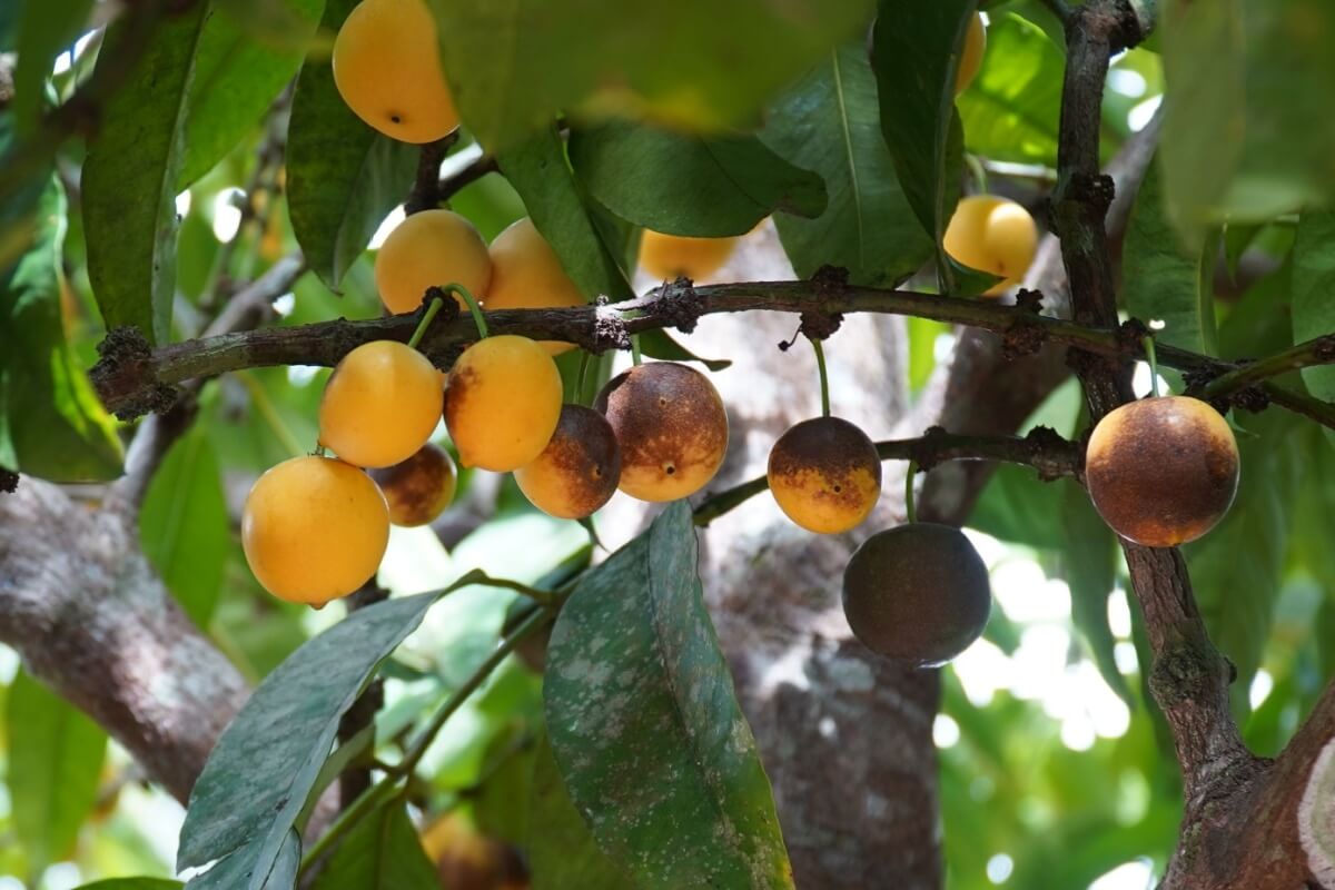 O bacuri, fruta nativa da Amazônia, é rico em nutrientes essenciais (Imagem: Gigoliver | Shutterstock)
