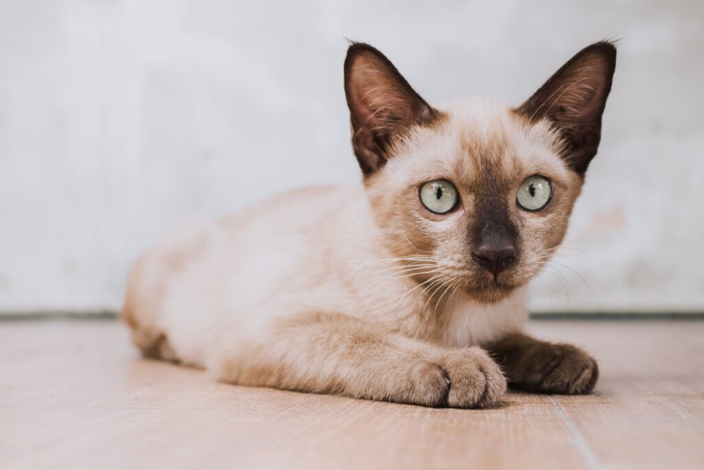 O burmês tem um comportamento calmo e costuma reagir bem à presença de cães amigáveis (Imagem: redart14 | Shutterstock) 