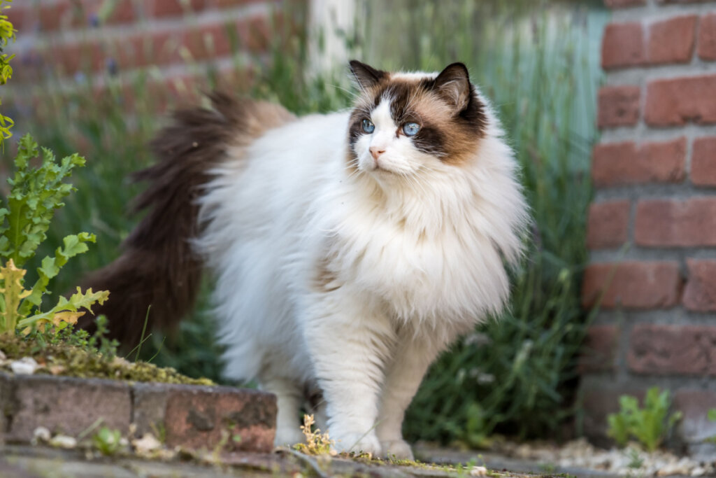 O ragdoll costuma aceitar bem a presença de cães tranquilos e afetuosos (Imagem: Serita Vossen | Shutterstock)