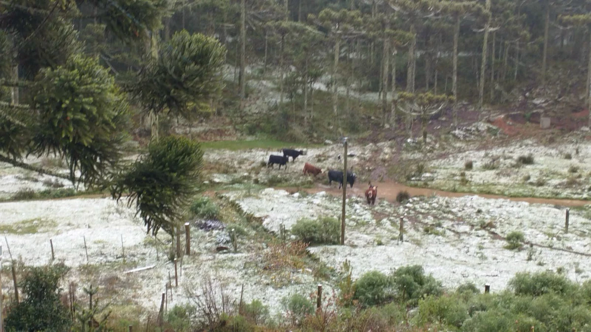 Neve em São José dos Ausentes (RS) por Nilson Wolff