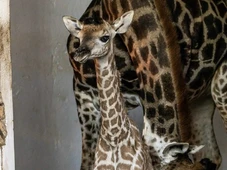 Imagem - Zoológico de São Paulo lança campanha para nomear filhotinho de girafa