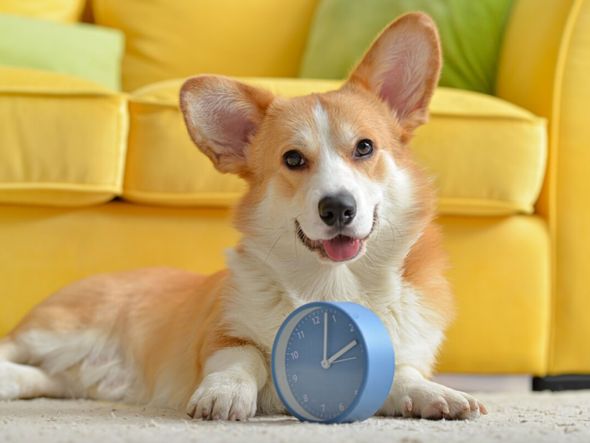 Imagem - 8 motivos para manter a rotina de cães e gatos 