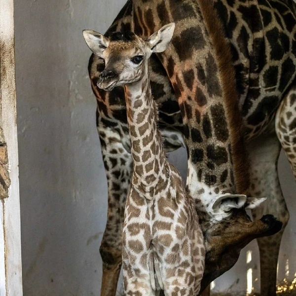 Girafinha precisa de um nome
