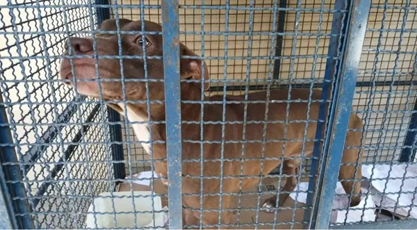 Seis crianças ficaram feridas após serem atacadas por um cachorro da raça pitbull na manhã da última quinta-feira (22), na Escola Municipal Liberdade, localizada em Santa Cruz, Zona Oeste do Rio de Janeiro. por Reprodução