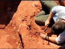 Imagem - Saiba tudo sobre o fóssil de 237 milhões de anos descoberto no Brasil