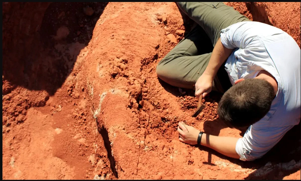 Fóssil descoberto no Brasil lança luz sobre origem dos dinossauros