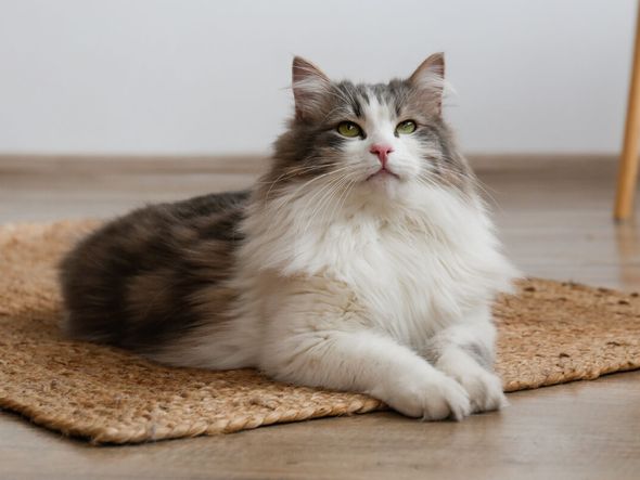 Imagem - Raça siberiana: descubra 4 traços únicos do gato ideal para quem ama pets afetuosos e independentes