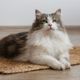 Imagem - Raça siberiana: descubra 4 traços únicos do gato ideal para quem ama pets afetuosos e independentes