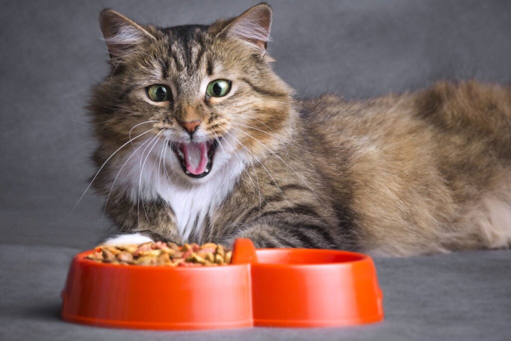O gato siberiano precisa de uma alimentação rica em proteínas de qualidade para manter sua energia e estrutura física (Imagem: fantom_rd | Shutterstock) 