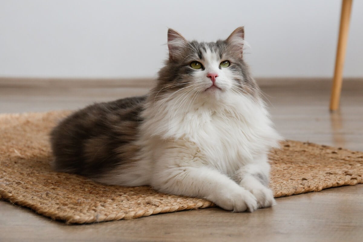 O gato siberiano tem características que o tornam popular em diversos países (Imagem: evrymmnt | Shutterstock) 