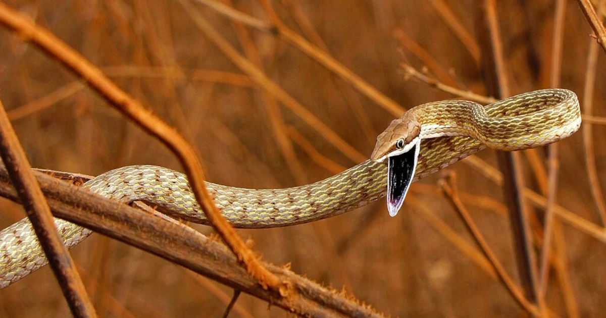 Imagem - A cobra fina que parece um galho e pode atacar humanos perto de árvores