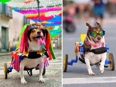 Imagem - Pet influencer: saiba quem é Vitória, cachorrinha cadeirante resgatada do lixão