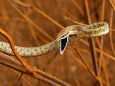 Imagem - A cobra fina que parece um galho e pode atacar humanos perto de árvores