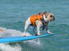 Imagem - Conheça Dale, o buldogue surfista do live-action de Lilo & Stitch