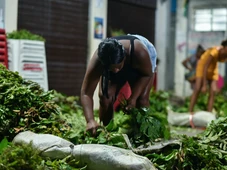 Imagem - 'Jornada das Folhas' revela como a coleta de folhas movimenta a economia nas religiões de matriz africana