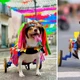 Imagem - Pet influencer: saiba quem é Vitória, cachorrinha cadeirante resgatada do lixão