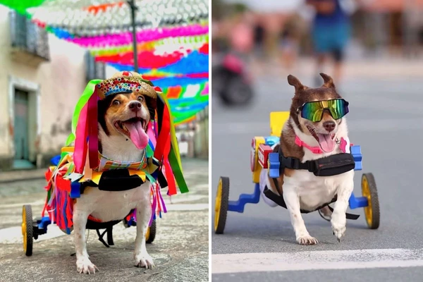 cACHORINH