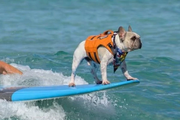 Dale, Buldogue francês