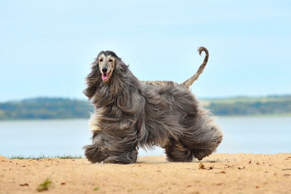 O galgo afegão apresenta um comportamento nobre e independente (Imagem: Natallia Yaumenenka | Shutterstock)