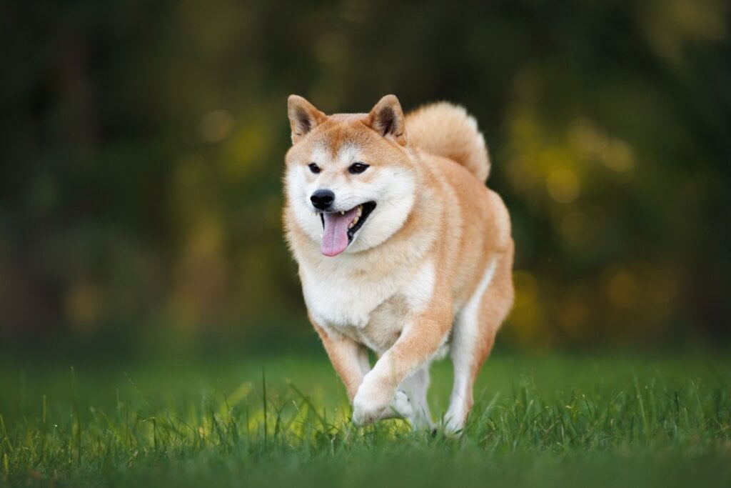 O shiba inu é uma raça autoconfiante e que valoriza o próprio espaço (Imagem: otsphoto | Shutterstock)